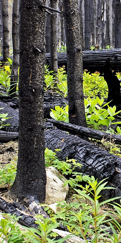 Burnt trees regrowing after fire