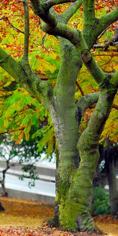 Tree with two trunks growing alongside each other